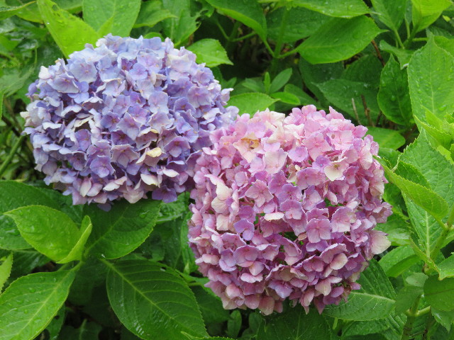 ファイル 5029-2.jpg