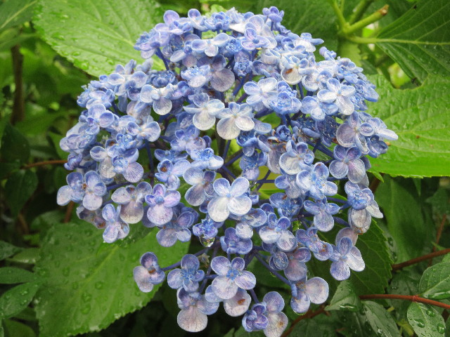 ファイル 5029-3.jpg