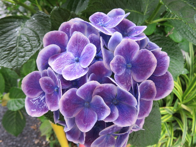 ファイル 5029-4.jpg