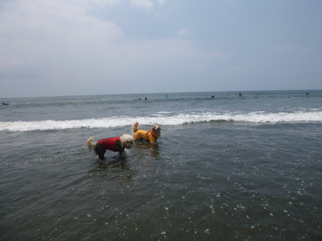 ファイル 5036-1.jpg