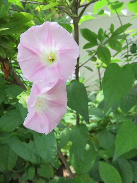 ファイル 5039-4.jpg