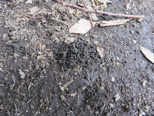 ファイル 5040-5.jpg