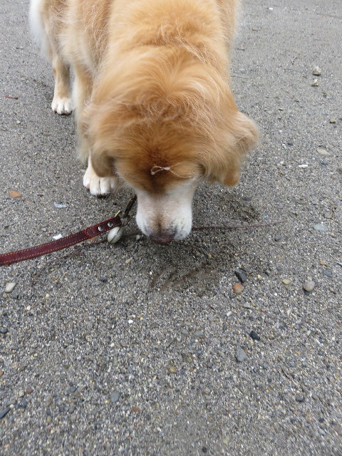 ファイル 5042-1.jpg