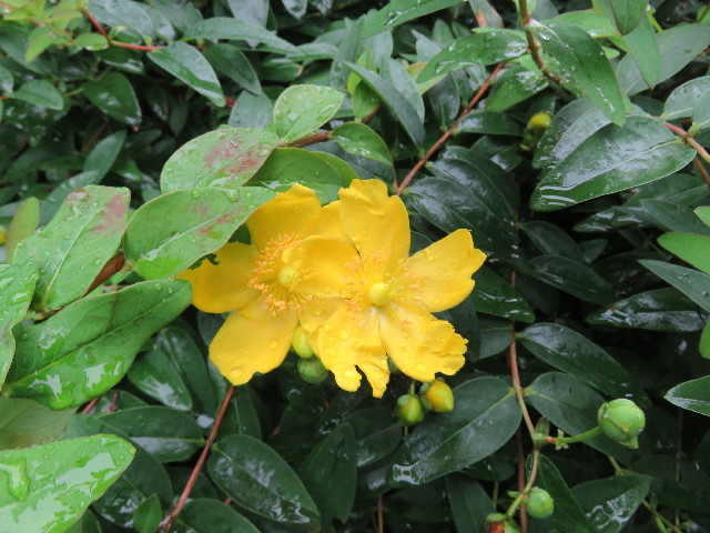 ファイル 5057-4.jpg