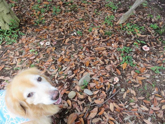 ファイル 5064-1.jpg