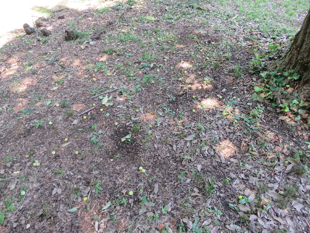 ファイル 5072-5.jpg