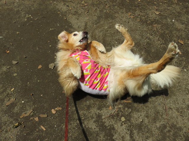 ファイル 5081-3.jpg