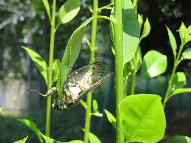 ファイル 5085-2.jpg