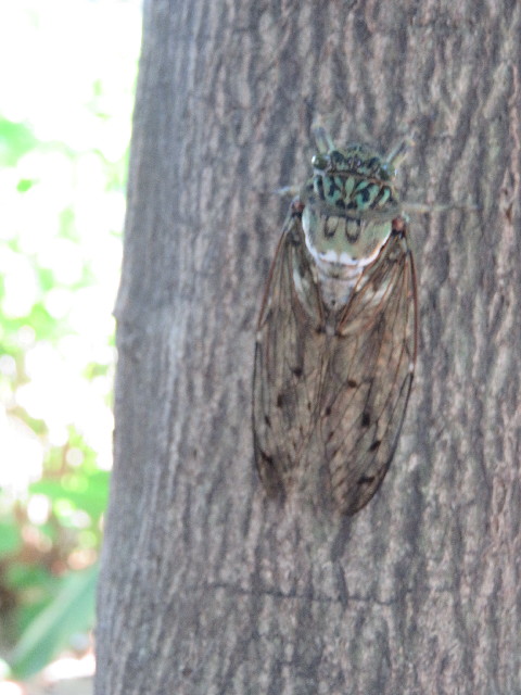 ファイル 5085-3.jpg