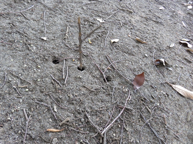 ファイル 5085-4.jpg