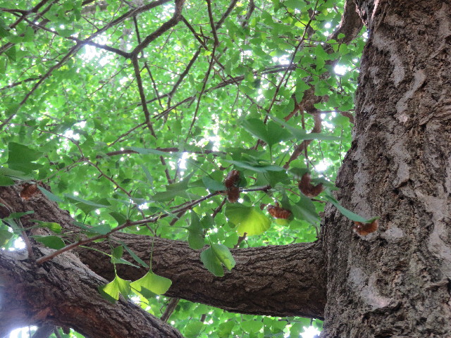 ファイル 5086-4.jpg