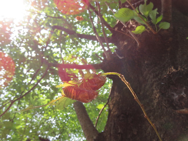 ファイル 5086-5.jpg