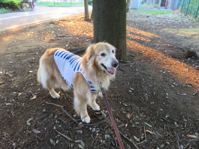 ファイル 5092-1.jpg