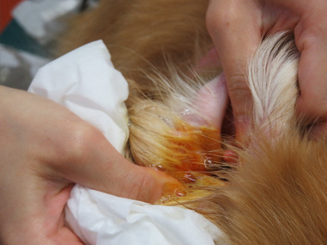 ファイル 5095-4.jpg