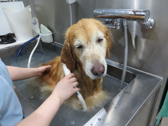 ファイル 5096-5.jpg