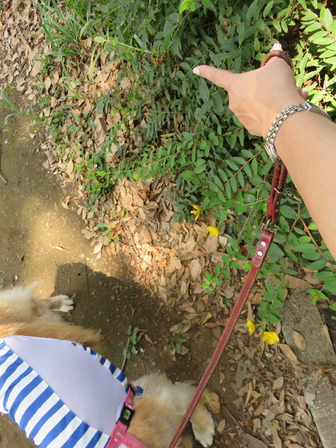 ファイル 5097-5.jpg