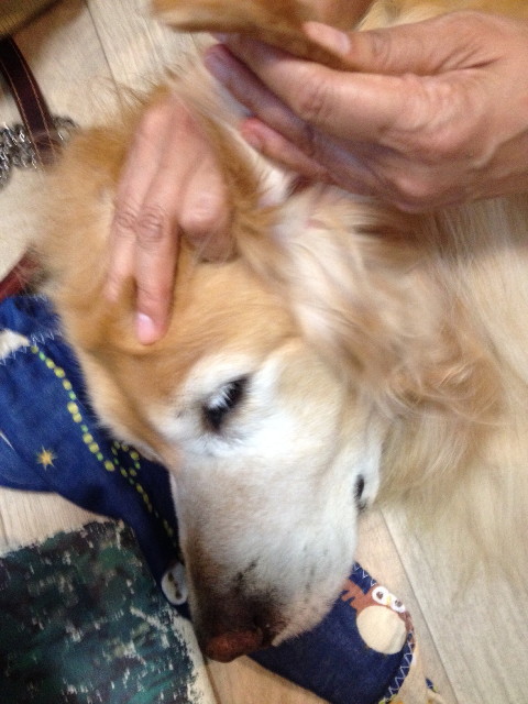 ファイル 5099-1.jpg