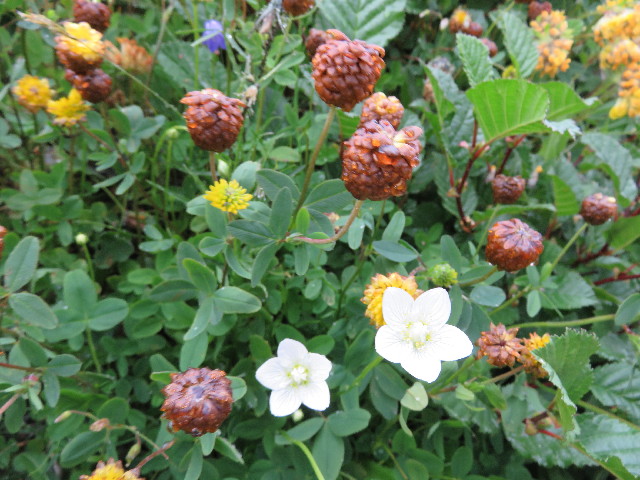 ファイル 5117-4.jpg