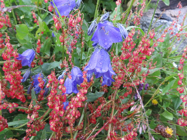 ファイル 5117-5.jpg