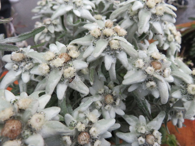 ファイル 5128-3.jpg