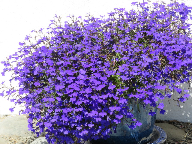 ファイル 5154-4.jpg