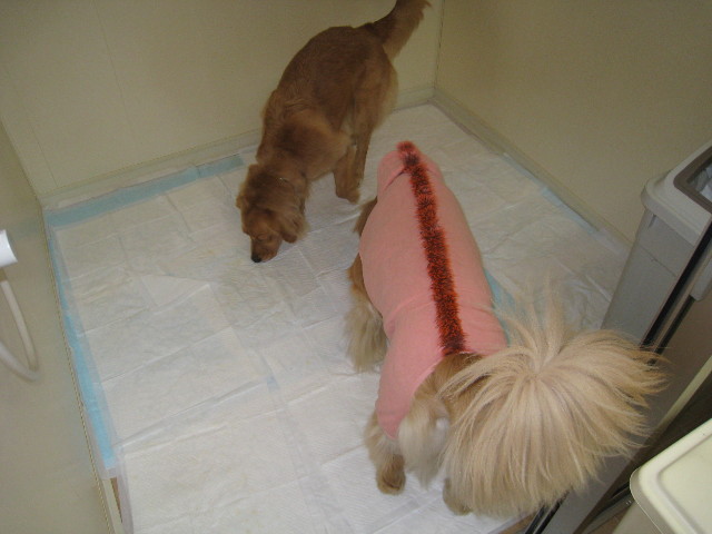 ファイル 516-1.jpg