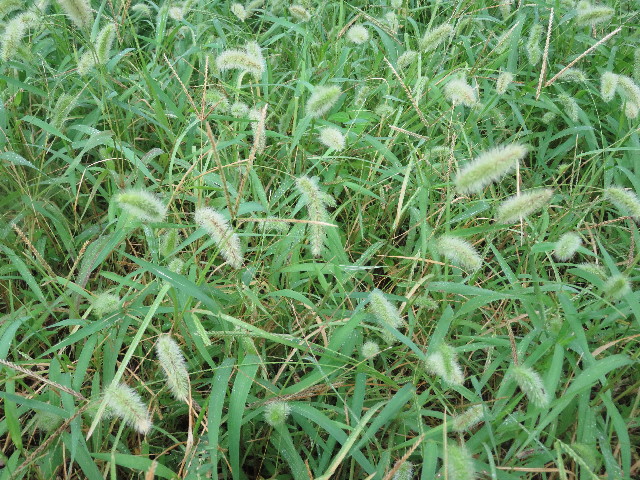 ファイル 5185-1.jpg