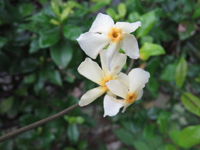 ファイル 5185-2.jpg