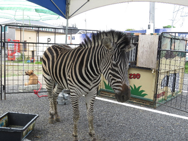 ファイル 5207-4.jpg