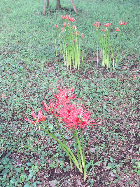 ファイル 5217-1.jpg