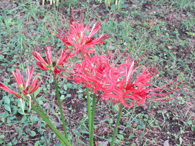 ファイル 5217-2.jpg