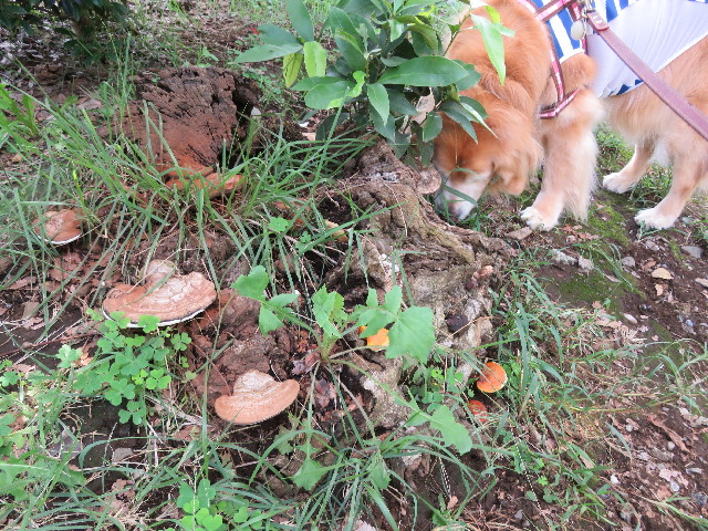 ファイル 5217-4.jpg