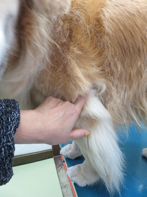 ファイル 5219-3.jpg