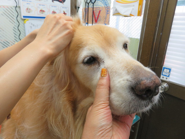 ファイル 5219-4.jpg