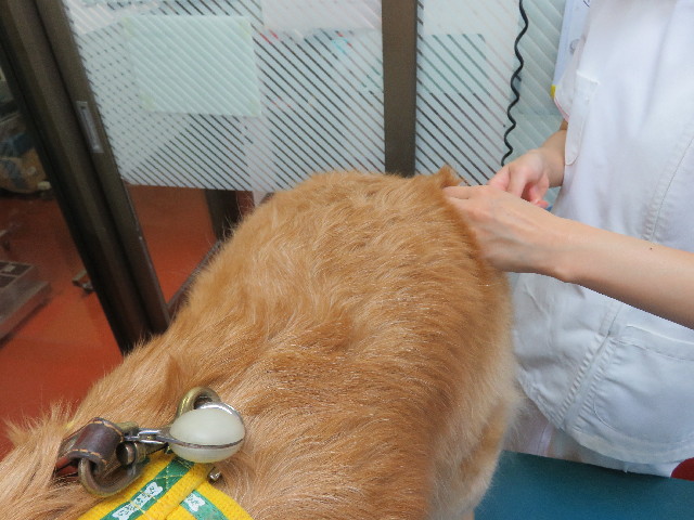 ファイル 5219-5.jpg