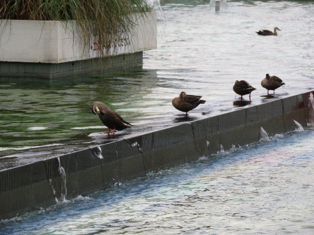 ファイル 5221-5.jpg