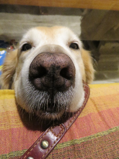 ファイル 5223-1.jpg