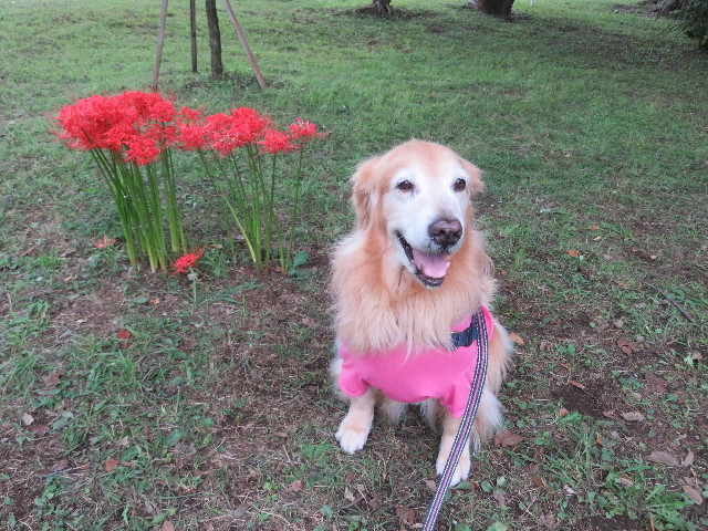 ファイル 5224-2.jpg