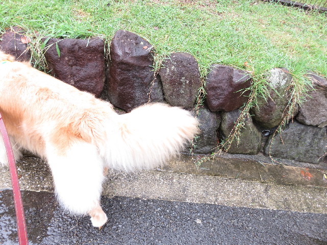 ファイル 5226-5.jpg