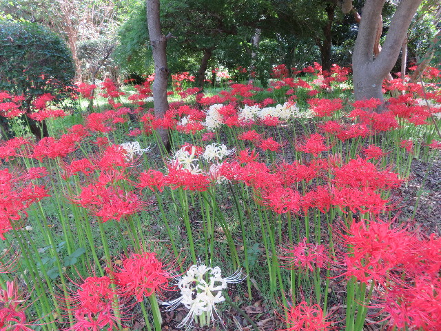 ファイル 5227-1.jpg