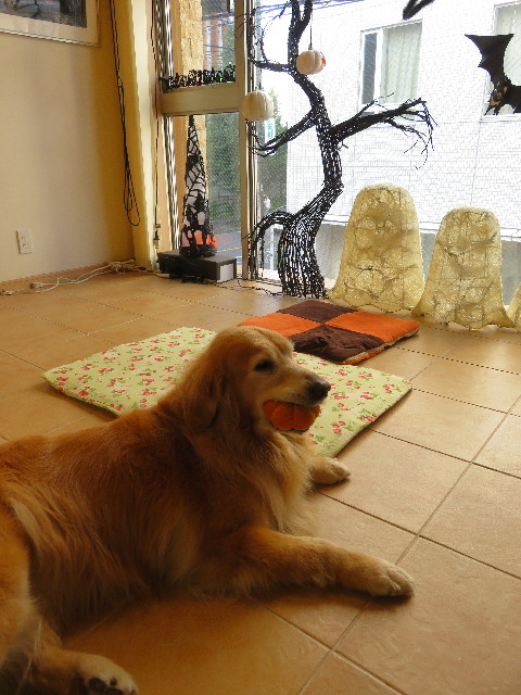 ファイル 5230-1.jpg