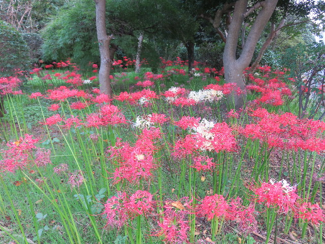 ファイル 5233-2.jpg