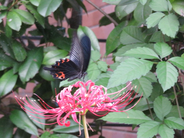 ファイル 5233-3.jpg