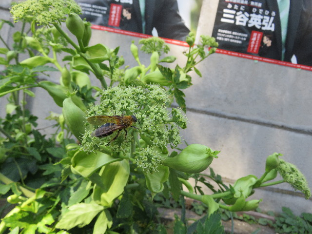 ファイル 5243-5.jpg