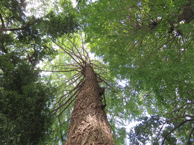 ファイル 5251-5.jpg