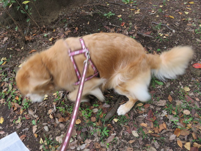 ファイル 5253-2.jpg