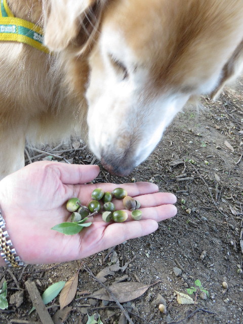 ファイル 5260-4.jpg