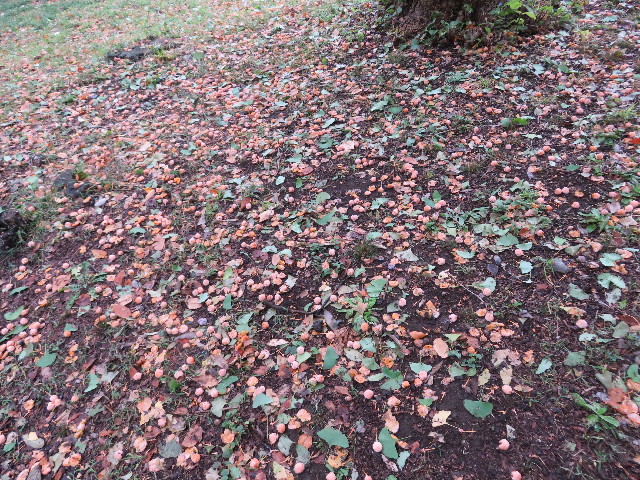 ファイル 5262-1.jpg