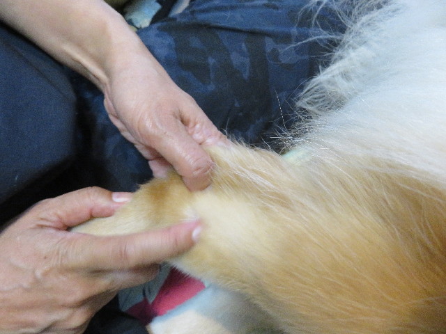 ファイル 5268-3.jpg