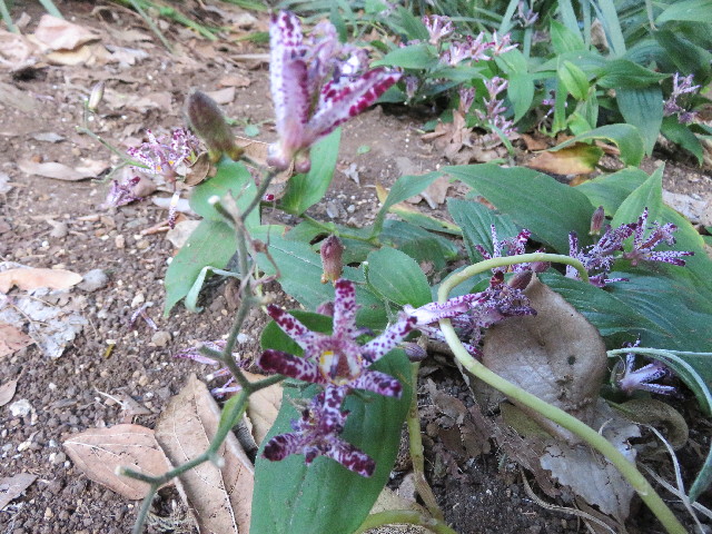 ファイル 5277-3.jpg